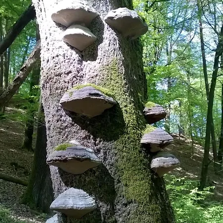 Du Coucou In Apartamento Lichtenberg
